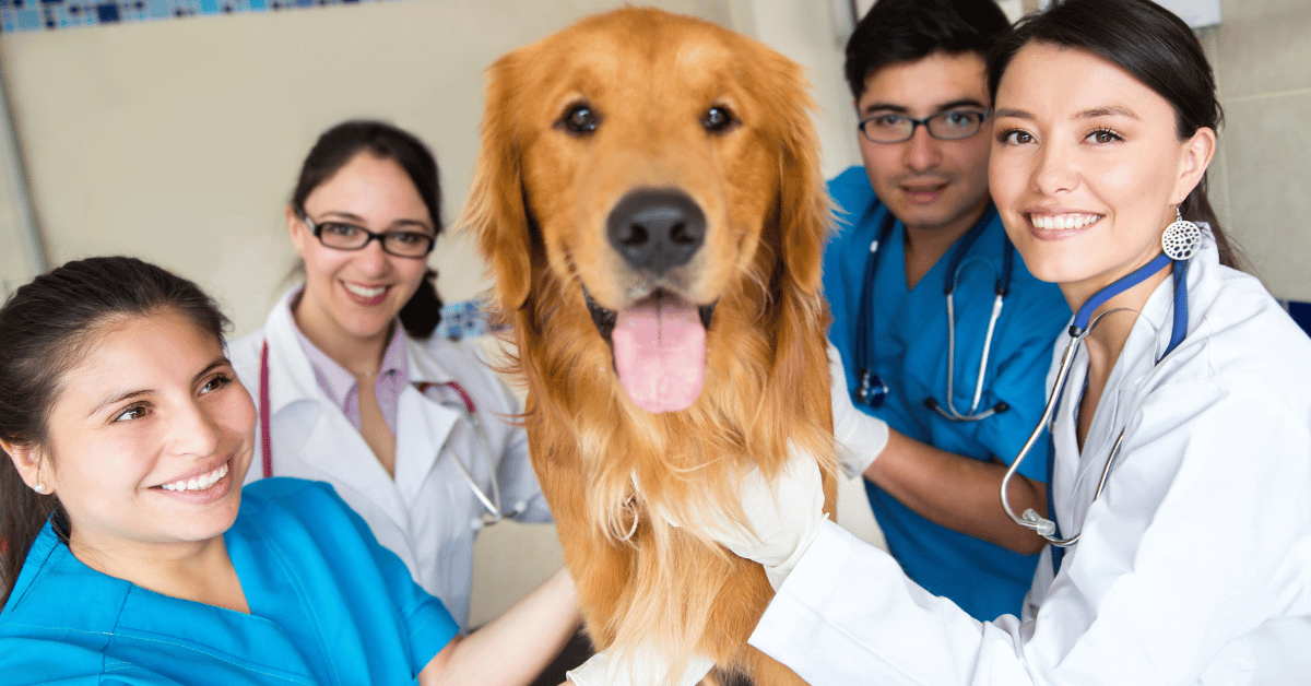 Making Space for What Matters Most: Work-Life Balance & Boundaries in Veterinary Life