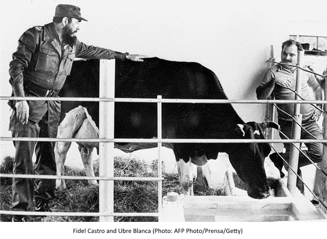 castro and cow