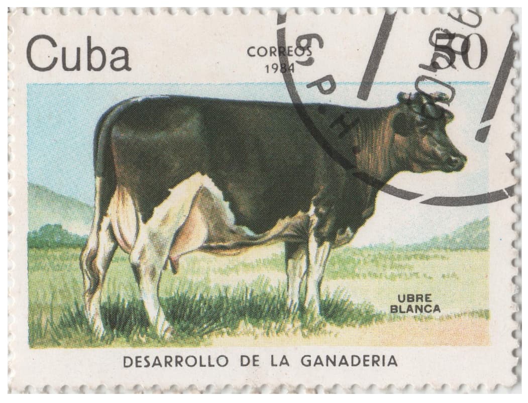 cow on a stamp