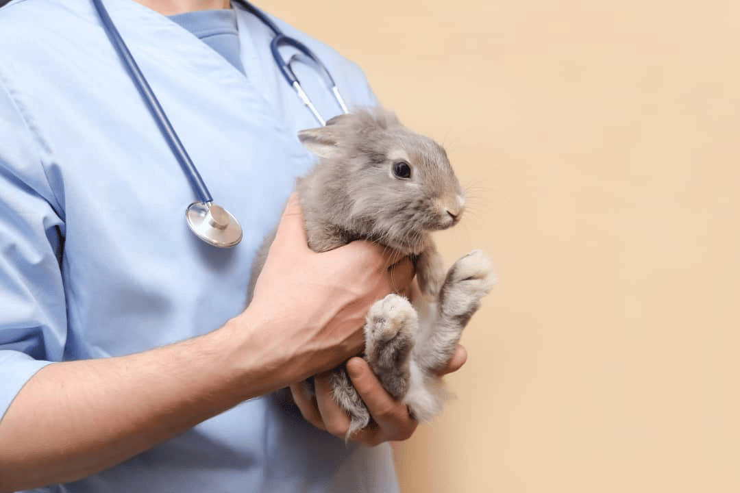 Burrowing into Rabbit medicine