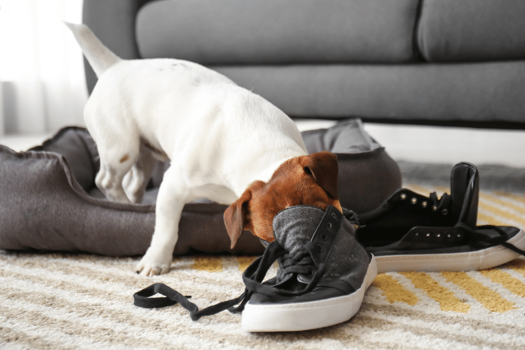 Canine Behaviour in Practice: A Clinical Guide for the Veterinary Team