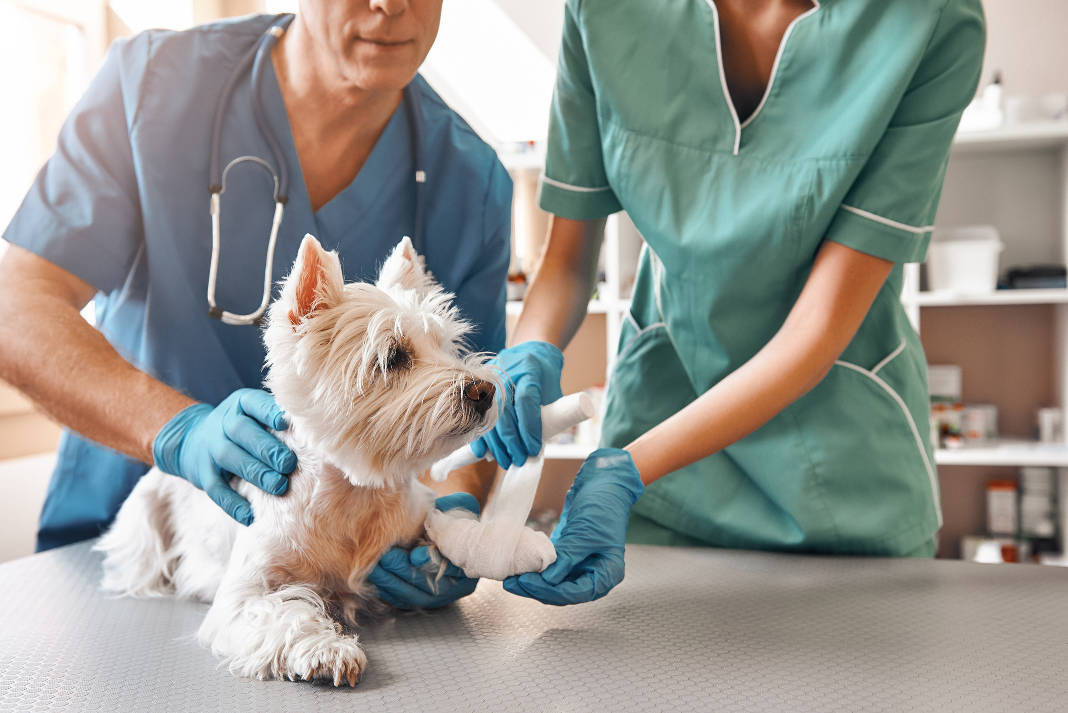 Veterinary Course