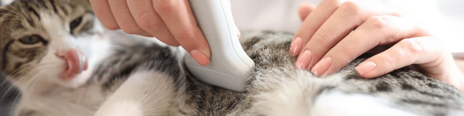 Diagnostic Imaging Refresher for Veterinary Nurses