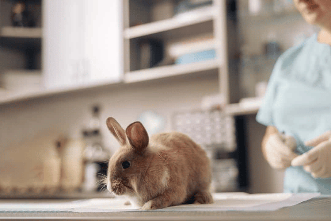 Does neutering rabbits have to be dangerous? Castration day- planning and anaesthetic management