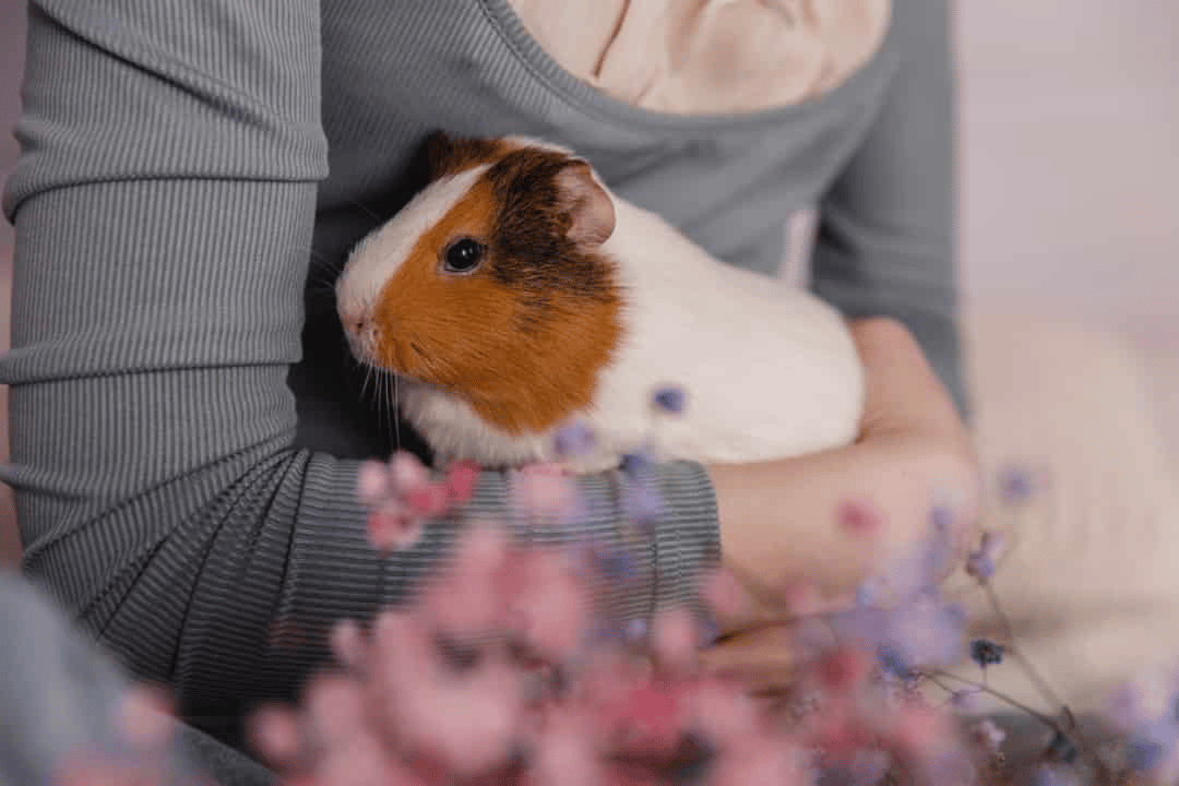 Health Concerns in Geriatric Guinea pigs