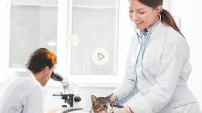 Clinical pathology in cats and dogs: Why species, breed and age matter