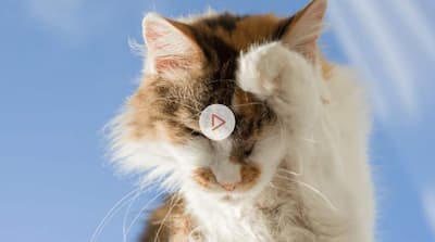 What are you itching to know about feline atopic skin syndrome?