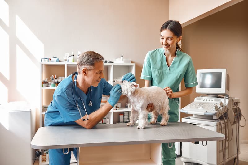 Unleashing Knowledge At The Virtual Veterinary Congress 2024 The   Istock 1142169786 (1) 