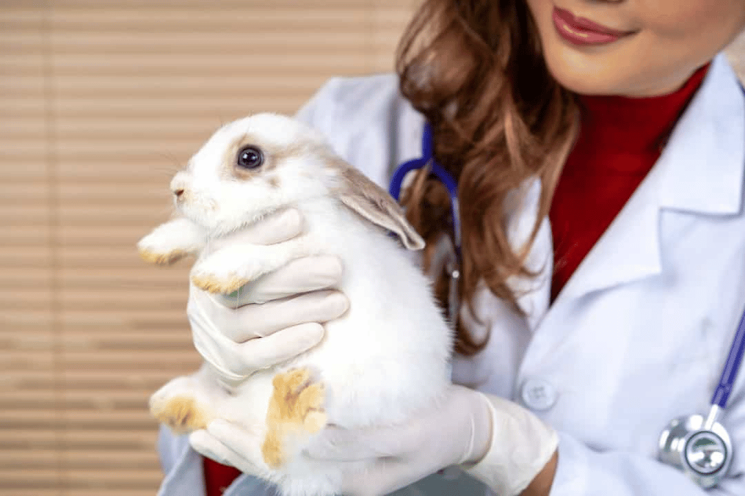 All You Wanted to Know About Easter Rabbits (…and Guinea pigs…and rats…and Degus…and….)