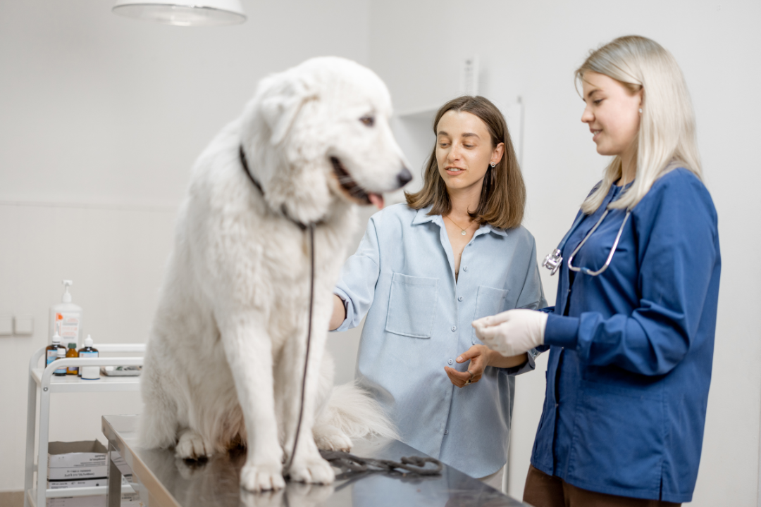 veterinary professional
