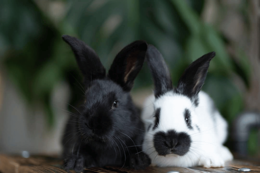 Rabbit cases- sometimes we are just hopping in the dark