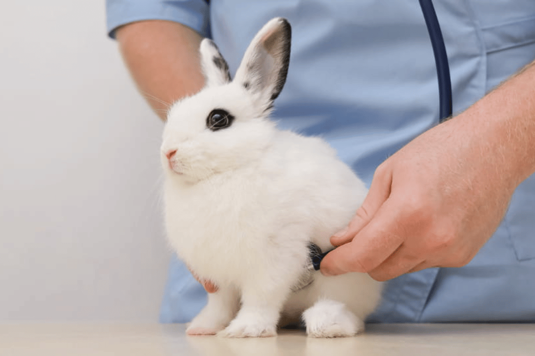 Rabbit Friendly Vet Practices – a rabbit guardians’ perspective
