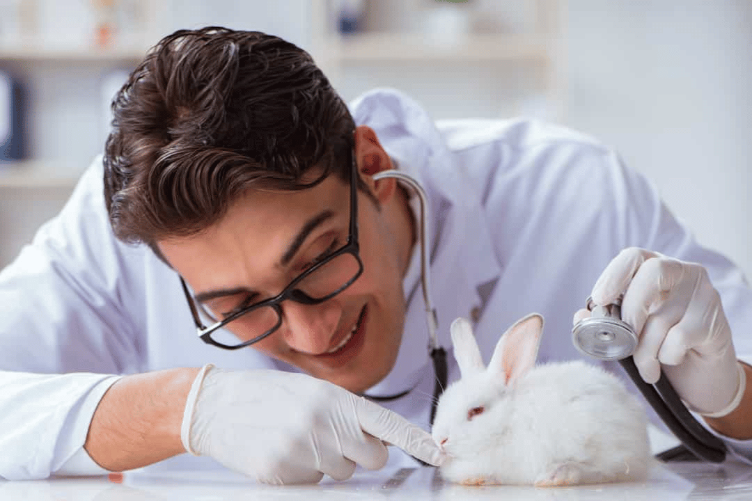 Rabbit Husbandry and disease