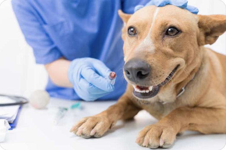 Hypercalcaemia in dogs and cats: An overview