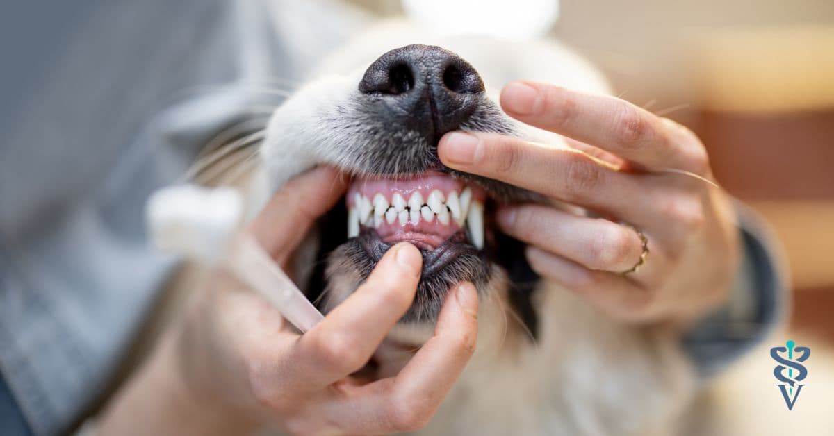 Advanced Veterinary Dentistry Course Learn from Experts The inar Vet