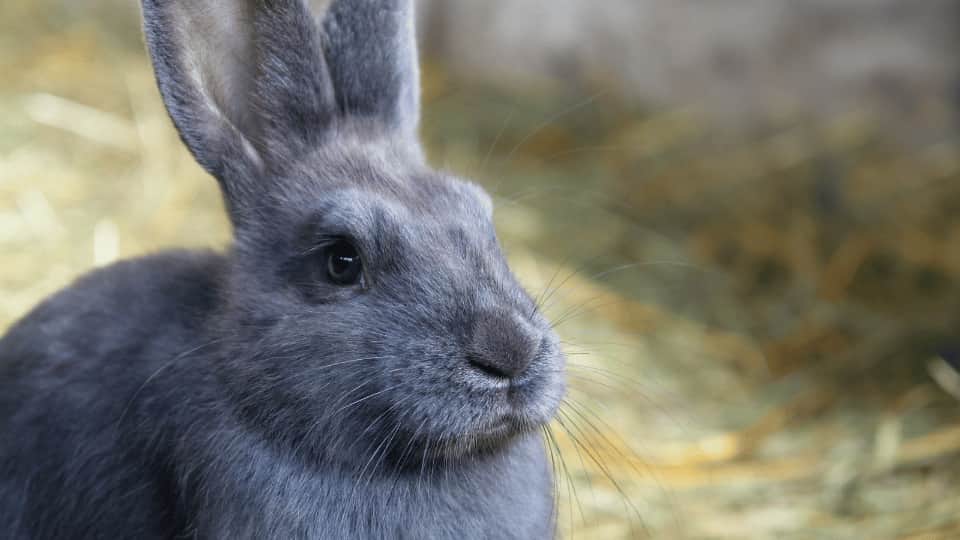 The offal part of small mammal medicine- hearts, livers and kidneys