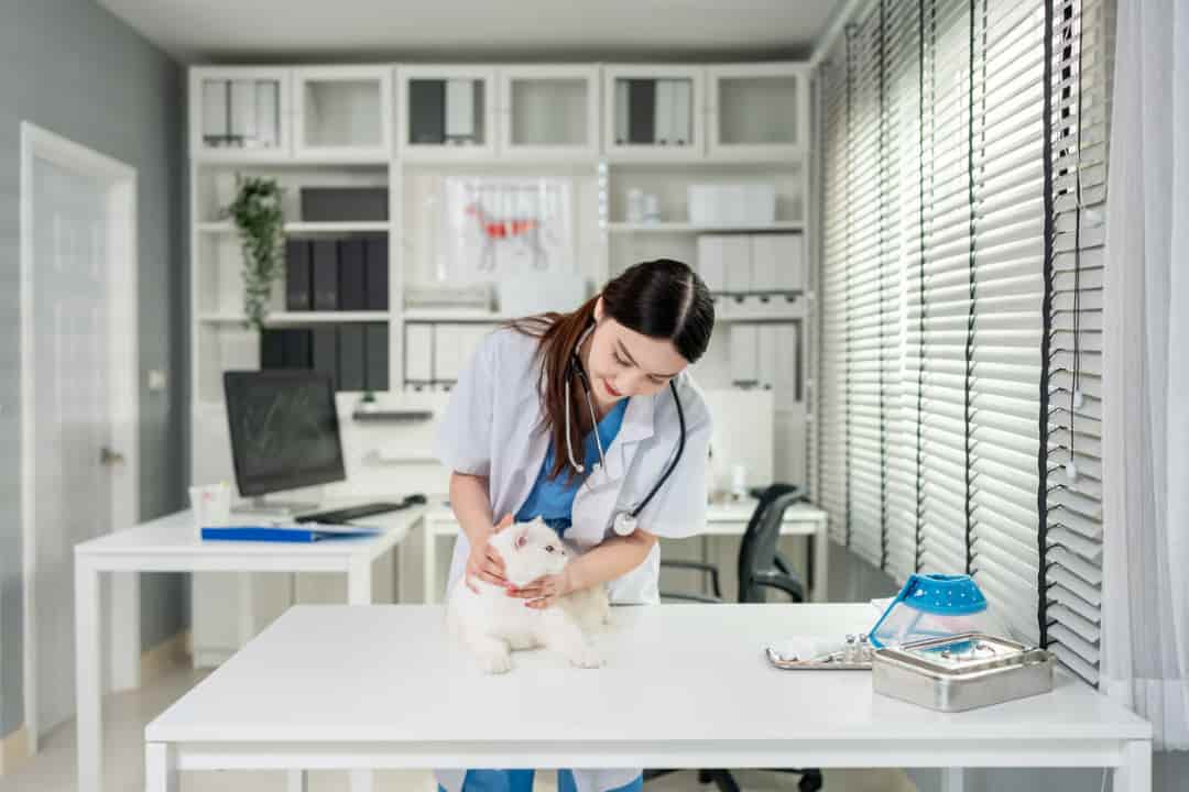 The Seamless Future of Vet Consultations