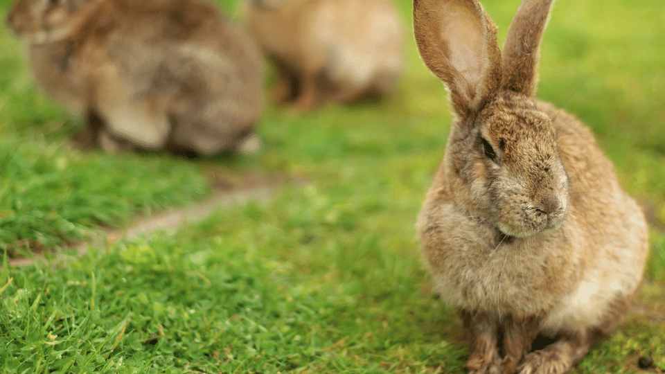 The whys and wherefores of small mammal neutering