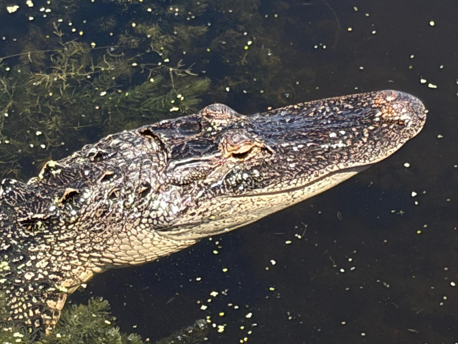 wildlife