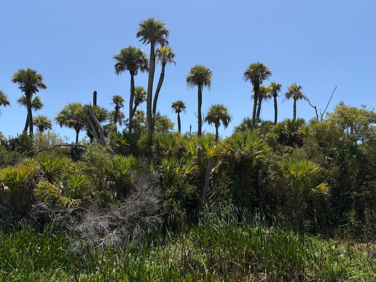 trees