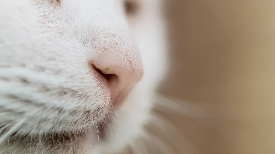 A challenging case of nasal discharge in a cat Veterinary Videos