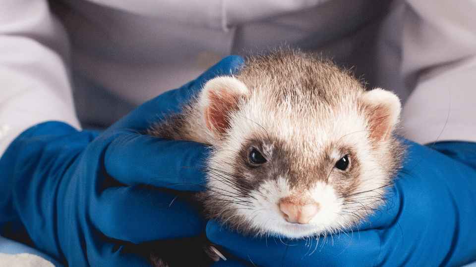 Adrenal Disease and Neutering of Ferrets Veterinary Videos & Podcasts