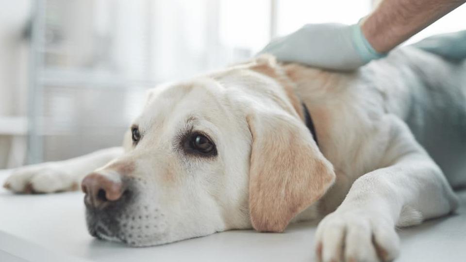 Anaemia: How to determine the cause and what to do about it