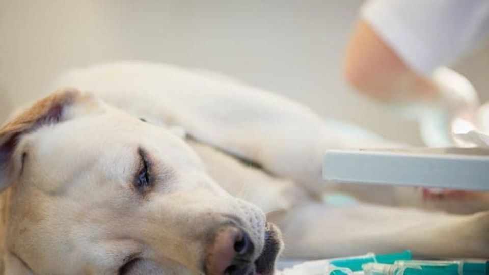 Anaesthesia for Geriatrics Veterinary Videos & Podcasts The inar Vet