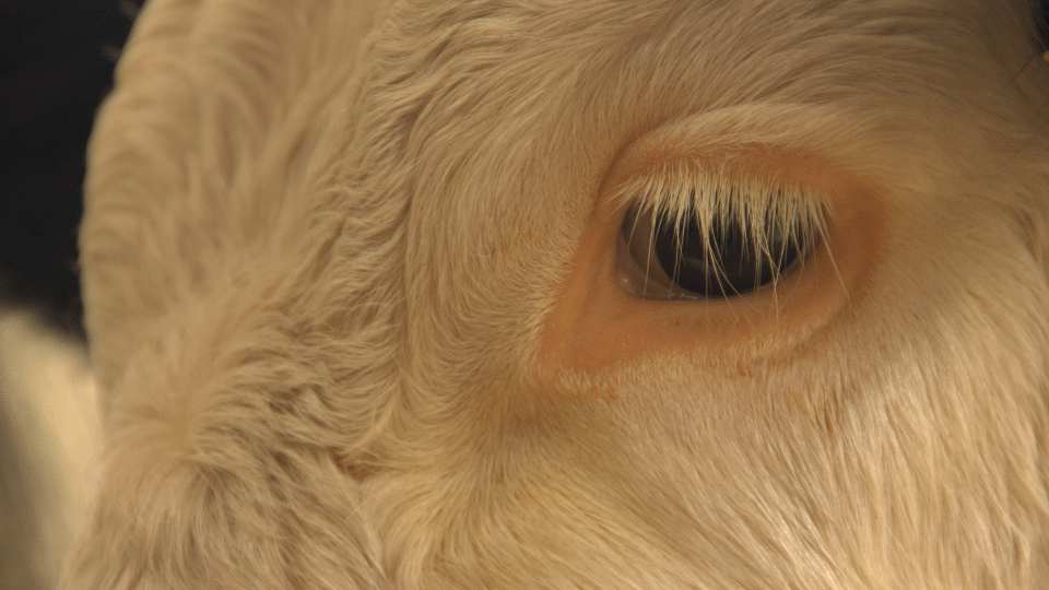 Bovine ophthalmology and the value of ultrasound in decisionmaking