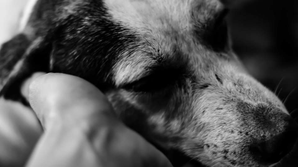 Image showcasing Chronic Pain in the Geriatric Dog: Decision Making and Risk Management ...