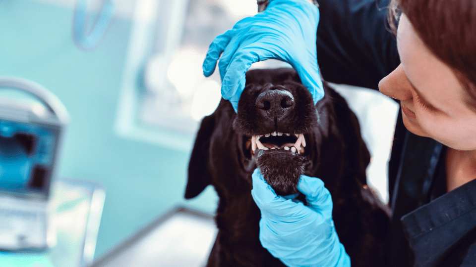 Dental Radiography Veterinary Videos & Podcasts The inar Vet