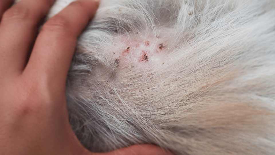 Diet Trials and Allergy Testing Veterinary Videos & Podcasts The