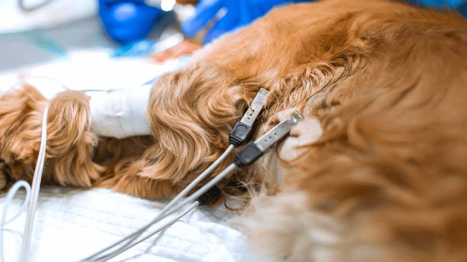 ECGs What does it all mean? Veterinary Videos & Podcasts The