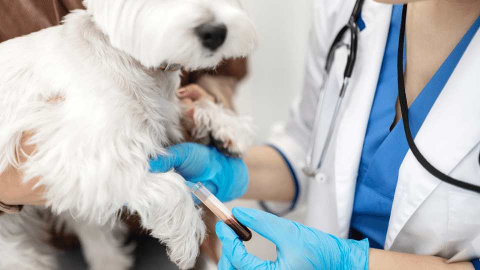 Emergency Diagnostics One Drop of Blood Emergency Diagnostics