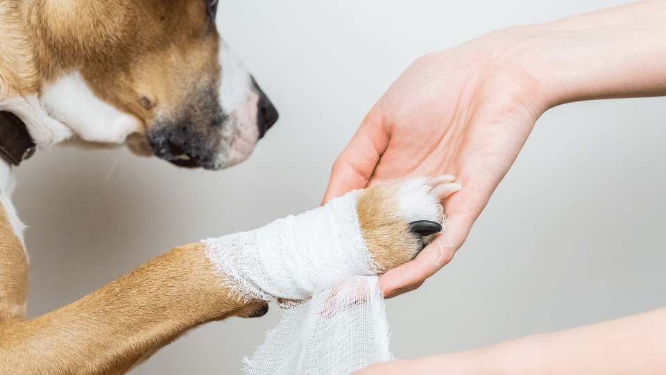 Emergency Wound Management Veterinary Videos & Podcasts The inar Vet