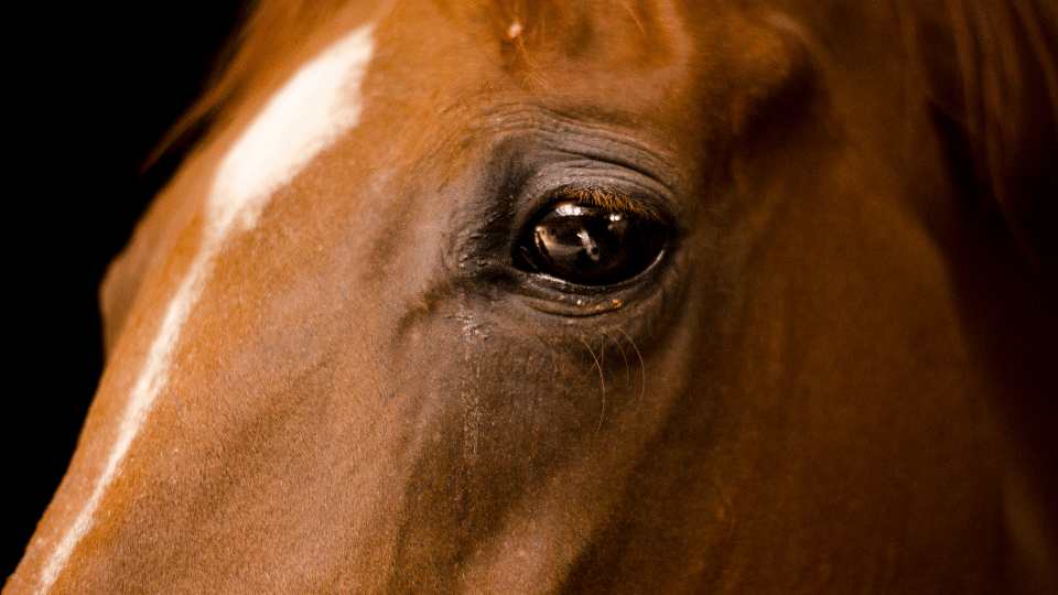Common eye diseases in horses Veterinary Videos & Podcasts The