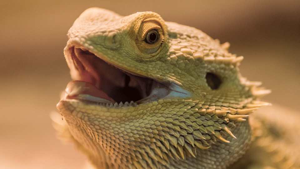 Exotic Bloods A Beginner's Guide to Interpreting Blood Tests from Birds and Reptiles