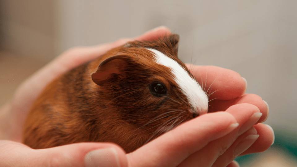 Neutered Male Guinea Pig With Female Can Male Guinea Pigs Be