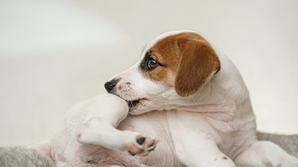 Flea insecticide resistance is it why my flea control isn't working