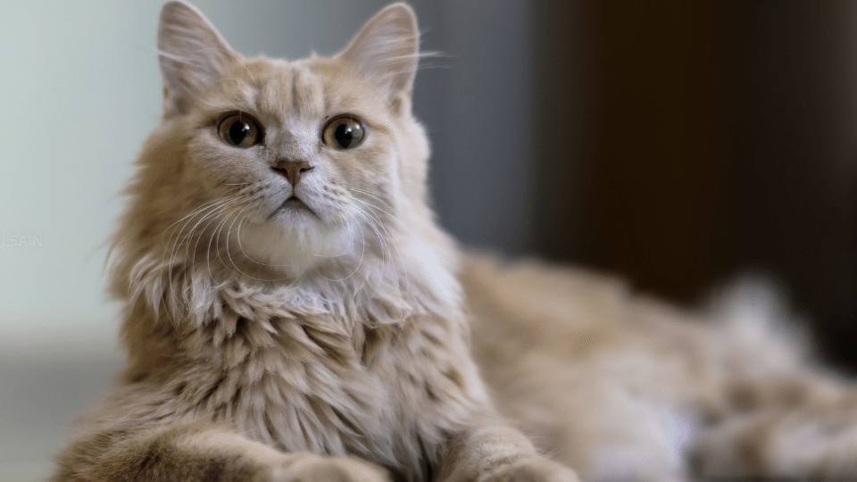 How I manage canine and feline epilepsy How I manage canine and