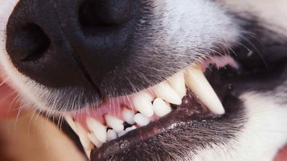 iM3 Advances in Veterinary Dental Imaging and Cone Beam Computed