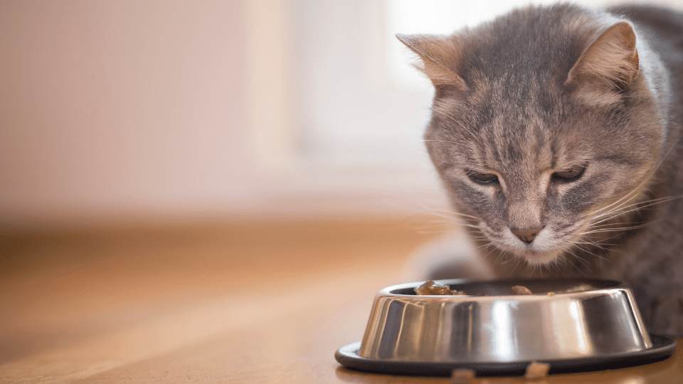 Inappetence in cats can’t eat, won’t eat and how to manage it