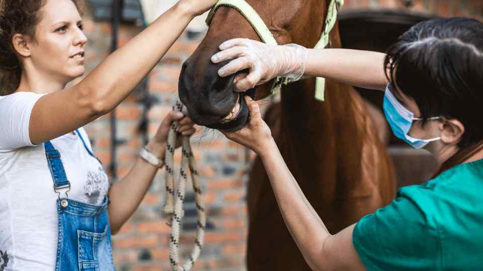 Inflammatory Airway Disease in the Horse definitions, diagnosis and