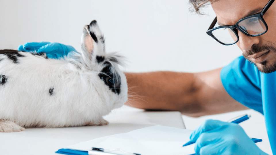 Managing the arthritic rabbit Veterinary Videos & Podcasts The