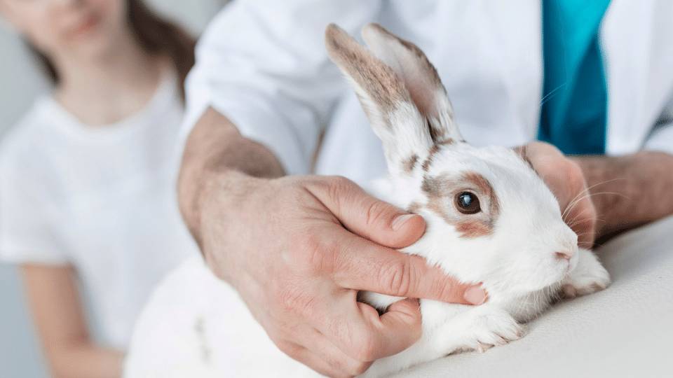 Megacolon Syndrome in Rabbits Veterinary Videos & Podcasts The