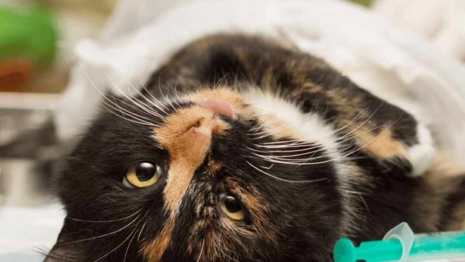 Monitoring blood pressure during Anaesthesia Veterinary Videos