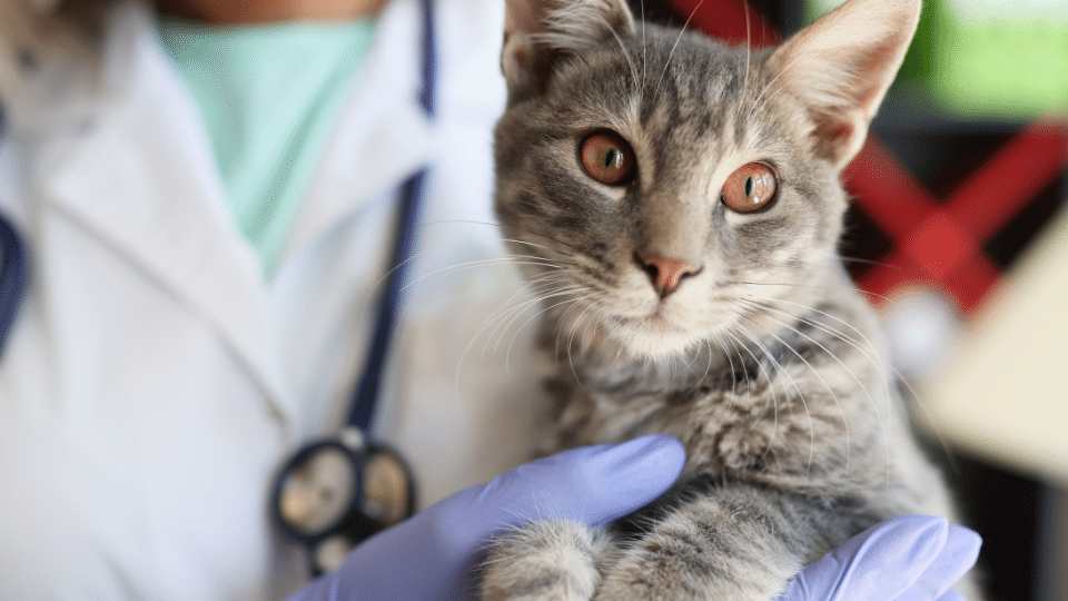 Neurology made easy- interactive cases Neurology made easy