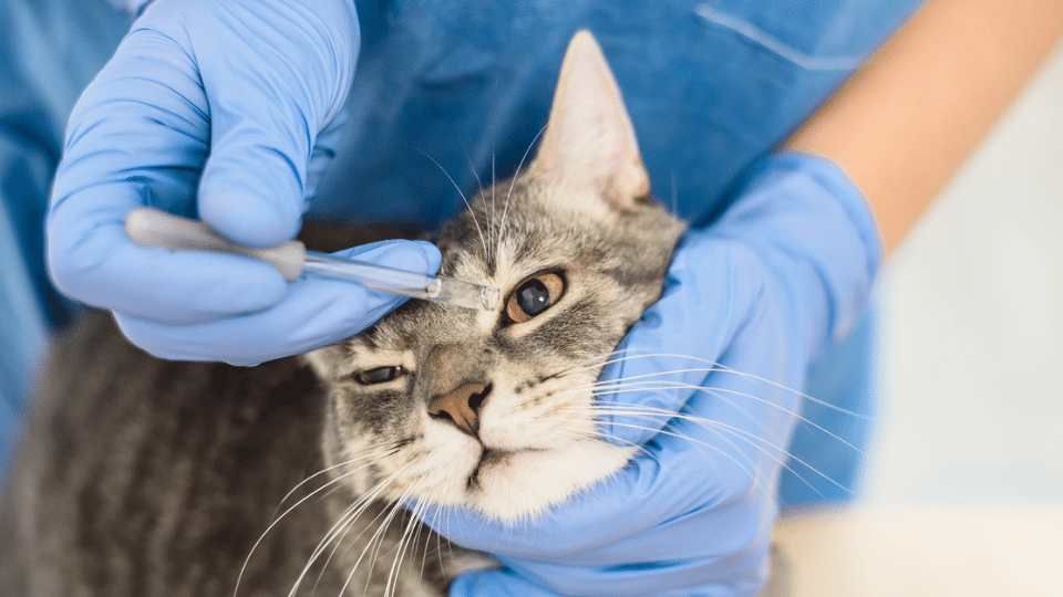 Ophthalmology Cases Interactive slide recognition game Veterinary