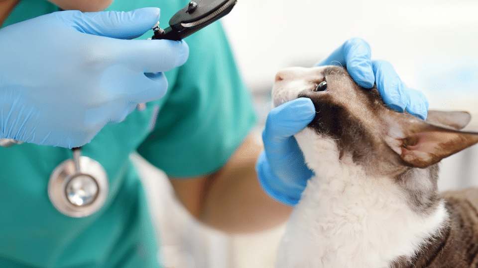 EyeSpy Interactive Challenge in Ophthalmology Cases Veterinary