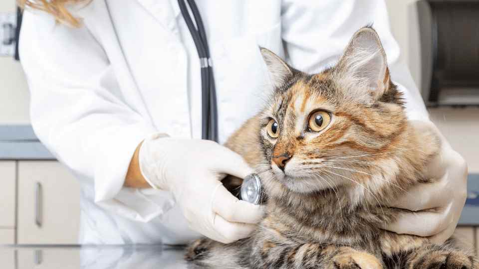 Pancreatitis Cats Are Not Small Dogs. An update on diagnosing and